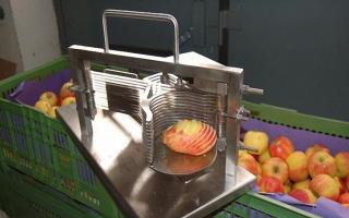 Яблочные технологии: изготовление сидра