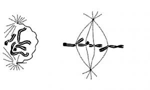 Локализация и функции центромер хромосом