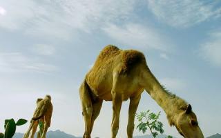 Удивительные факты о верблюдах Описательный рассказ о верблюде в детском саду