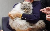 Японский губернатор рассказал о коте, подаренном путиным