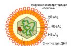 Как передаётся гепатит В: основные пути заражения Передается ли гепатит b бытовым путем