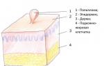 Лечение папиллом народными самыми эффективными средствами
