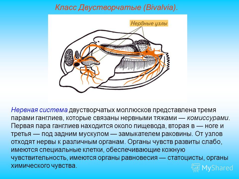 Моллюски имеют сердце. Нервная система система двустворчатых моллюсков. Нервная система двустворчатых моллюсков представлена. Нервная система двустворчатых моллюсков беззубка. Двустворчатые моллюски выделительная система.