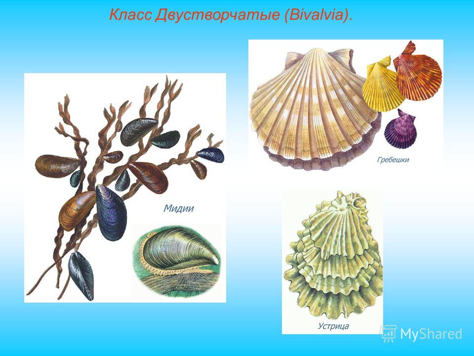 3 примера двустворчатых