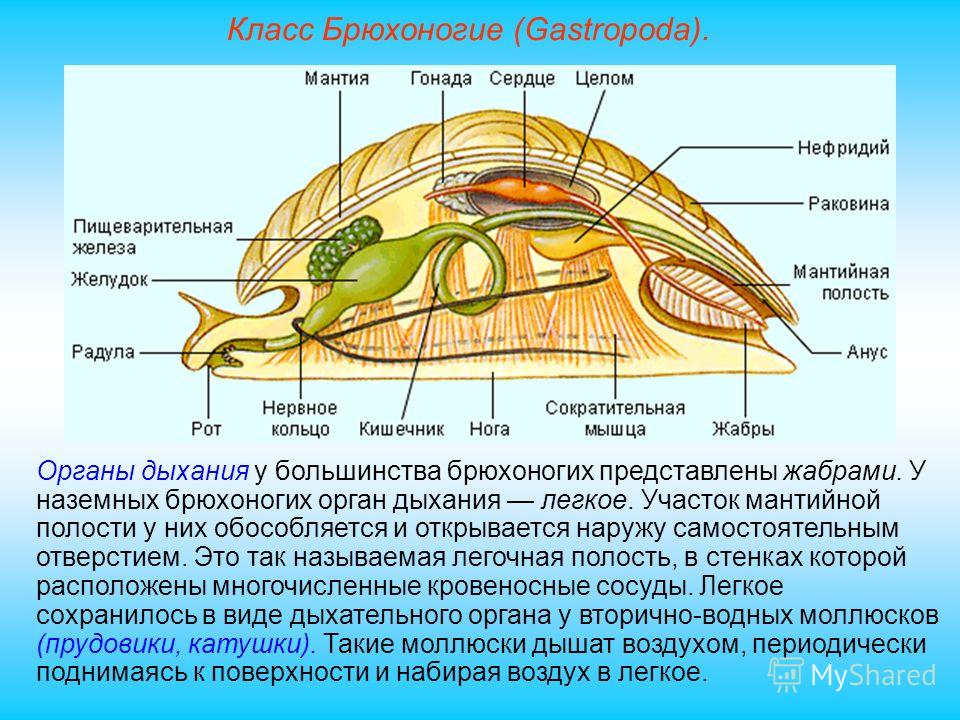 Как дышит улитка фото